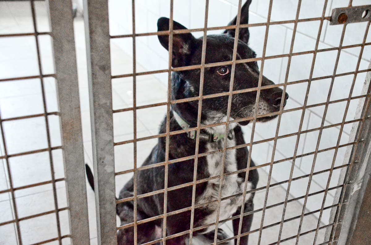 À la SPA de Nailly, les abandons d’animaux ne faiblissent plus