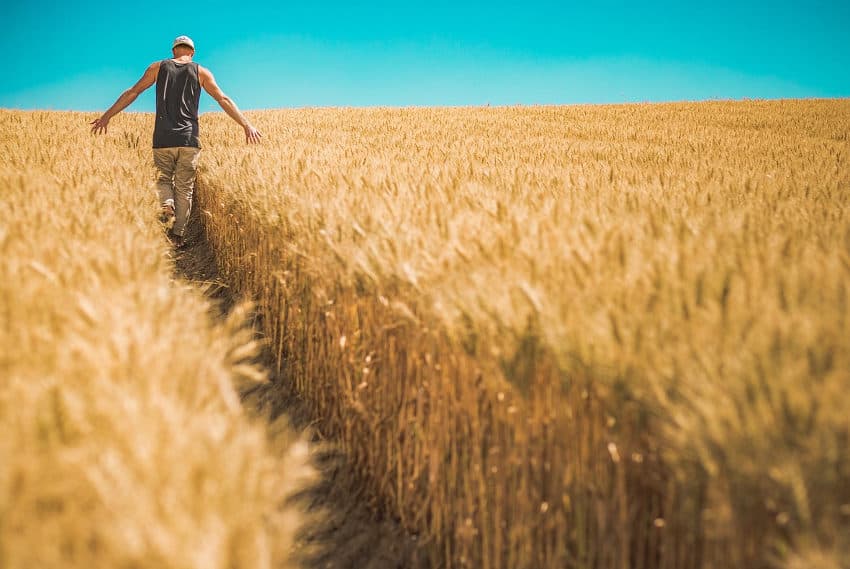 Le marché mondial de l’alimentation est de nouveau perturbé : les « Céréales Killers » sont de retour ! (1/2)