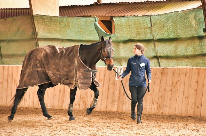 MAF Palefrenier Soigneur : les filles du CFA La Brosse au grand galop vers le succès avec trois médailles d’or !