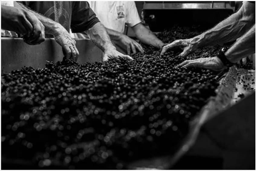 Les vendanges inspirent les « Instagrammers » récompensés par le Crédit agricole