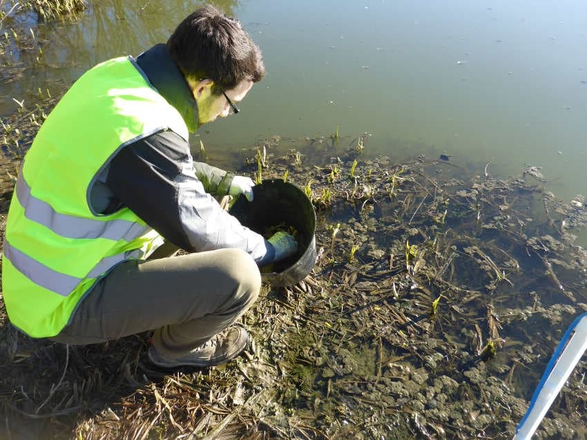 Nature : ce n’est pas la fête à la grenouille pour les amphibiens en période de reproduction !