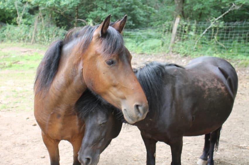 L’ensauvagement tue aussi les chevaux en Bourgogne Franche-Comté : le Rassemblement national s’exprime…