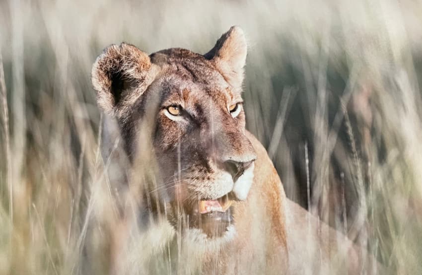 Et si l’intelligence animale modifiait enfin le comportement de l’homme ? Les RADD 2022 ouvrent les portes de la connaissance…