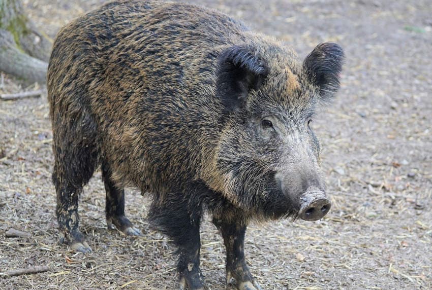 Ça sent le pâté pour le sanglier « Rillette » ?!