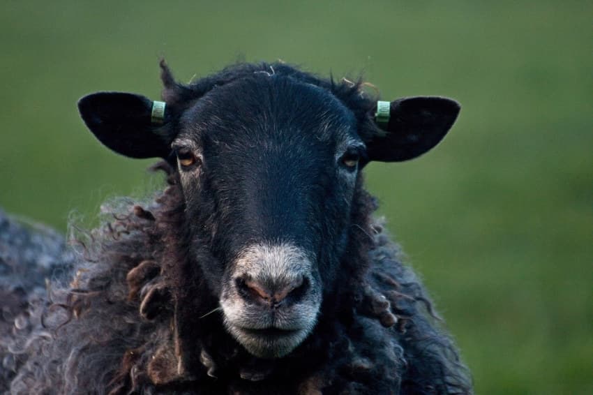 Rejeter des thérapies au pouvoir salvateur est-il encore raisonnable ? Le milieu sanitaire face à ses moutons noirs…