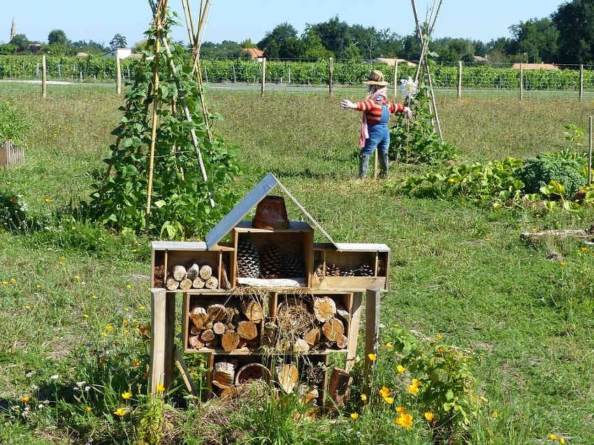 La nature reprend ses droits en ville grâce à la judicieuse initiative de la JCE Auxerre…