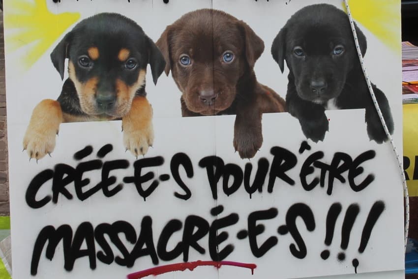 Expérimentation animale : le décret du 17 mars va-t-il donné lieu à des dérives ?