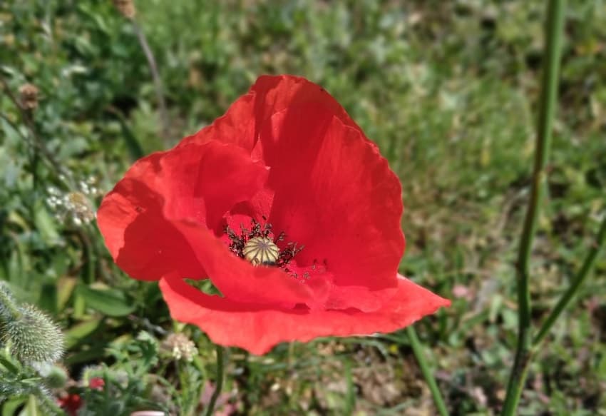 Une transmission de savoirs à vivre en famille au Muséum d’Auxerre autour de la nature et ses espèces…