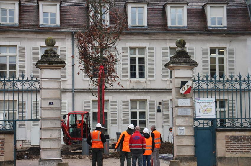 Il est sujet à polémiques dans le landerneau : le chêne écarlate a pris racine dans la cour de la mairie d’Auxerre