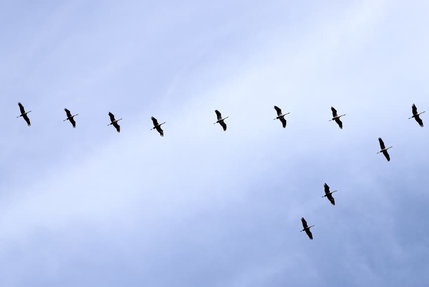 La semaine 45 par monts et par mots… : du retard à l’allumage, mais où sont passées les grues cendrées ?!
