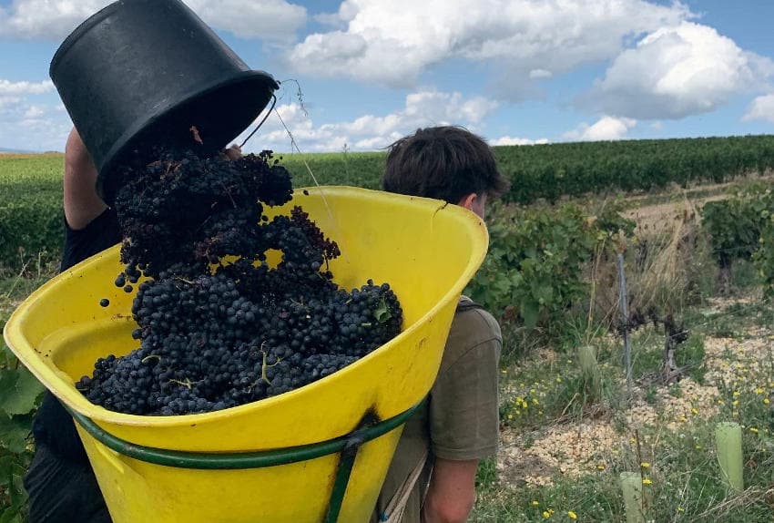 Etoffer les offres de formations viticoles sur l’Yonne : le nouveau défi qui anime le CFA Agricole La Brosse