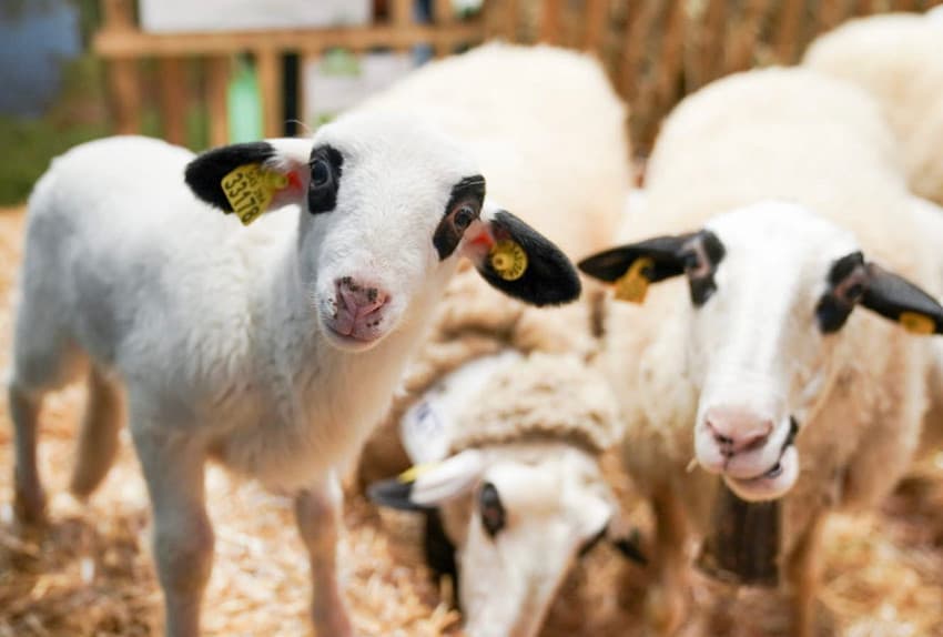 Enquête (1/2) : la filière bio est en souffrance en France, les carottes seraient-elles déjà trop cuites ?!