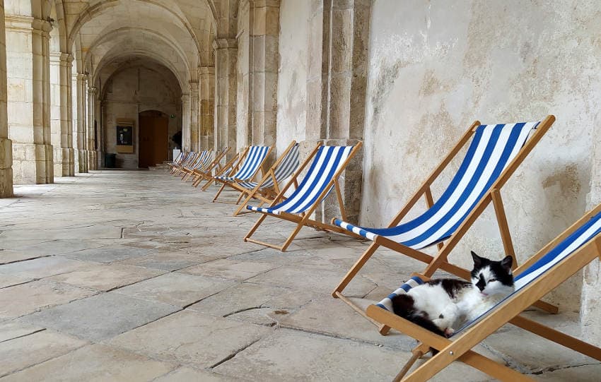 La semaine par monts et par mots… : « Chat alors », entre canicule et farniente, l’Yonne prend ses quartiers d’été !