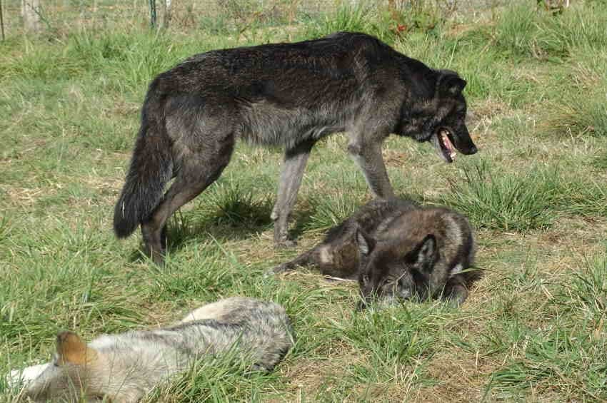 Se familiariser avec le loup pour mieux vaincre ses peurs ?