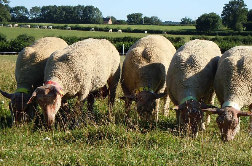 Un cycle de conférences débute : l’élevage, cœur de cible stratégique de la Chambre d’Agriculture et d’ALYSE