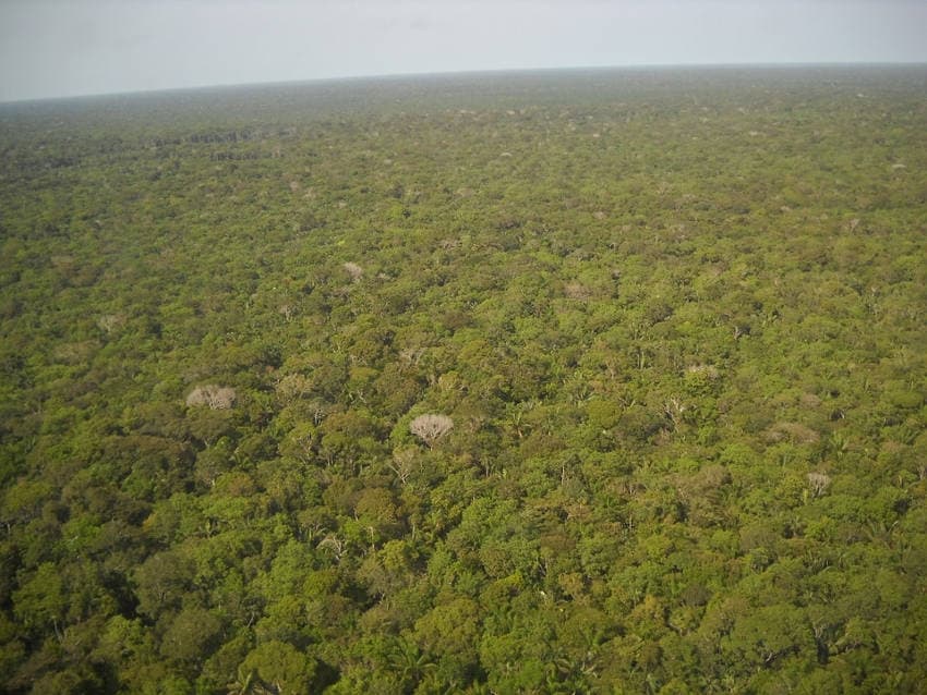 Energie : et si nous financions le plan d’achat du cycle du carbone de la forêt amazonienne…