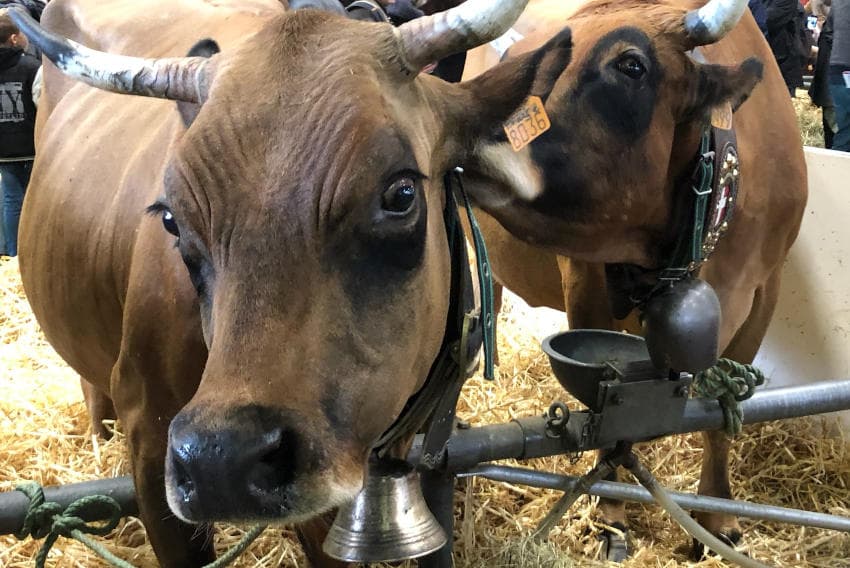 Le Salon de Paris débutera le 22 février : le monde agricole à l’agonie se balance entre Ubu et Kafka…