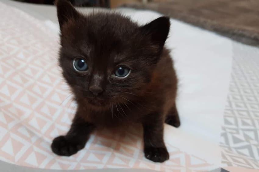 Générosité : même les chatons ont besoin de dons et de procédures d’adoption !