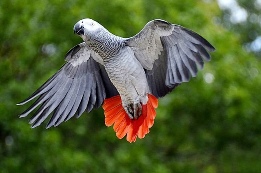 Les propriétaires de perroquets Gris du Gabon doivent se manifester auprès de la DDCSPP…
