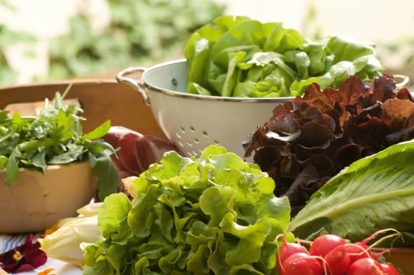 L’agriculture bio est en totale souffrance : et ce ne sont pas des salades pour la filière…