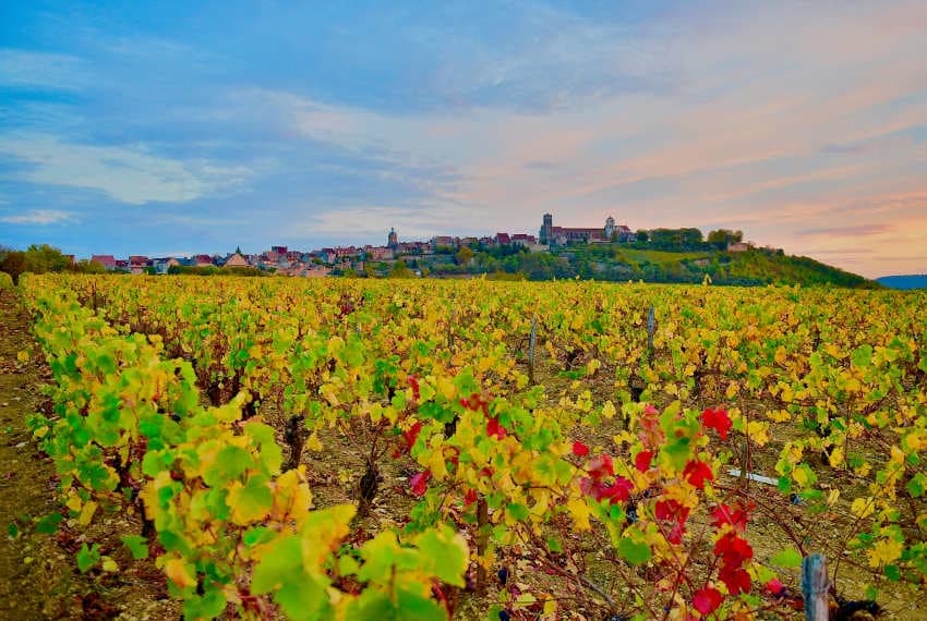 DEPTOUR : la Saint-Vincent de Bourgogne à Vézelay et la Family Week dans le viseur de la presse spécialisée…