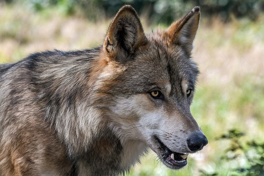 La recrudescence des attaques du loup pénalise l’élevage ovin : le préfet Patrice LATRON passe à l’offensive…