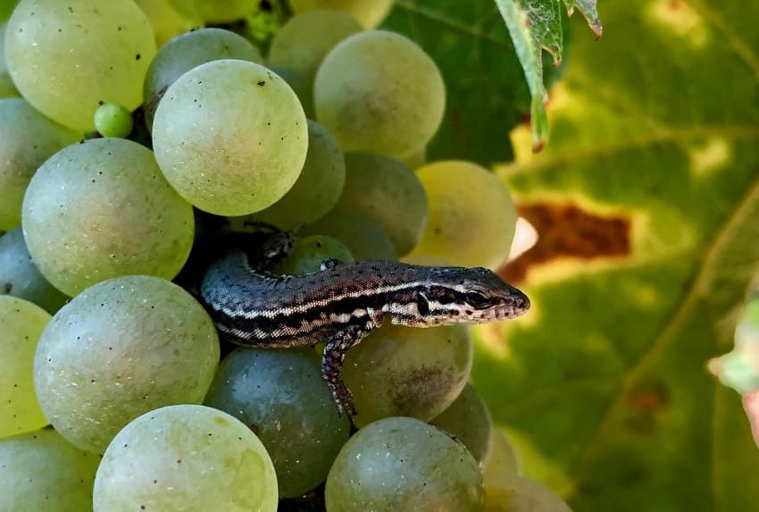 Le vignoble d’Irancy va faire toute la lumière sur le zéro herbicide menant à la biodiversité