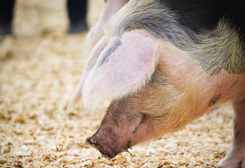 On a tiré les rideaux sur le Salon de l’Agriculture : un plan de résilience se prépare pour aider la filière face à la crise