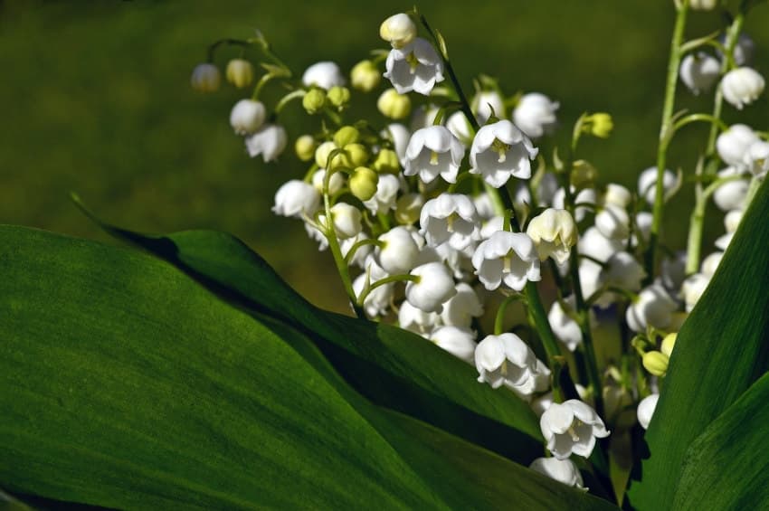 Le muguet et les casseroles, symboles d’une fête du travail sous confinement…