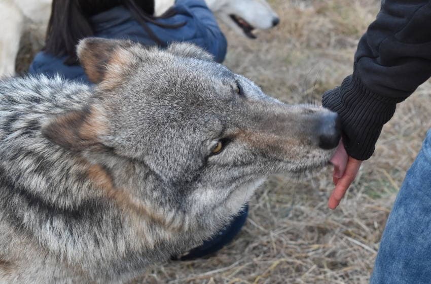 L’animal se découvre en Puisaye à la Pyramide : les Icaunais se jettent dans la gueule du loup…