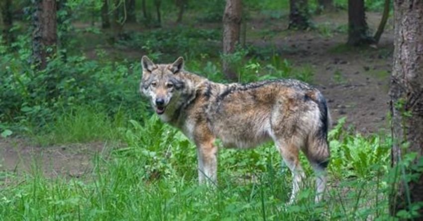 Le loup perturbe le plan de développement de la production ovine dans l’Yonne