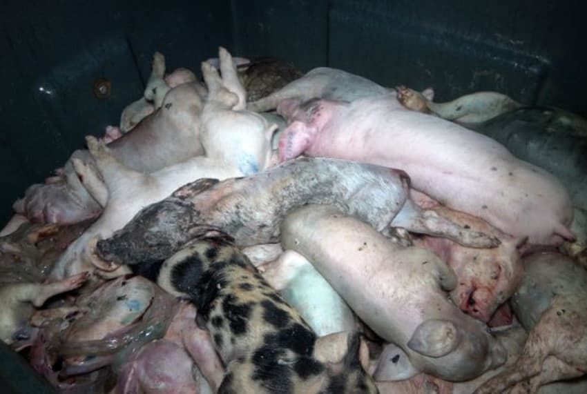 L’abject révélé par L214 dans un élevage de porcs du Tonnerrois : onde de choc jusqu’au sommet de l’Etat