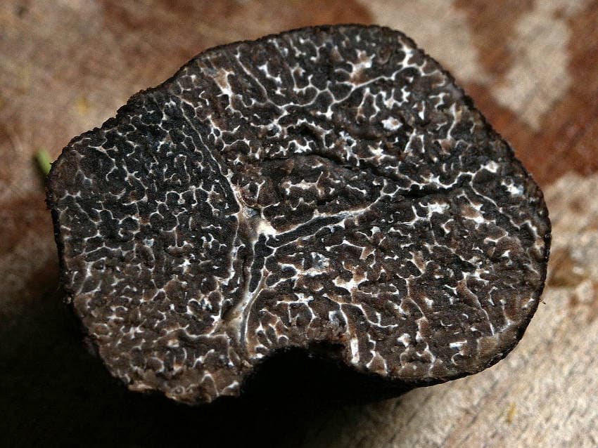 Les truffes sont absentes du rendez-vous : Noyers-sur-Serein broie du noir faute de marché traditionnel…