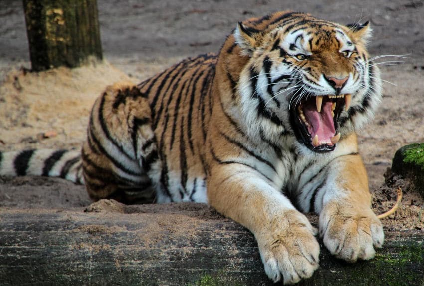 Surendettement des états : le tigre chinois est-il prêt à dévorer les « pigeons » occidentaux englués de dettes ?