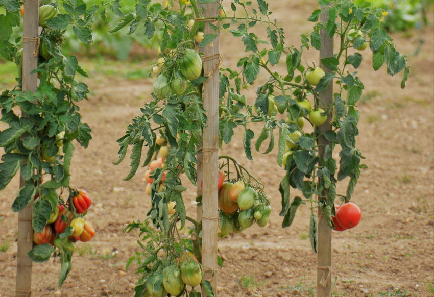 « La tomate bio est 70 % plus onéreuse que la tomate traditionnelle. Une anomalie que ne comprennent plus les consommateurs confrontés à la crise inflationniste et à la baisse de leur pouvoir d’achat. La filière recule depuis la fin de la crise sanitaire… ».