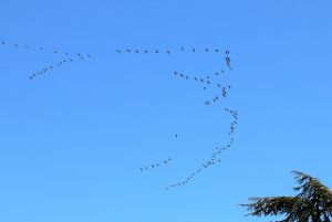 « Les grues traversent le ciel de l’Yonne vers des horizons lointains. C’est sûr : l’hiver est là ! Nelson MONFORT en valeureux sportif en a bavé pour cet exercice physique proposé à la fête des vins de Chablis. La bibliothèque Sainte-Geneviève n’est plus : que les lecteurs reposent en paix… ».