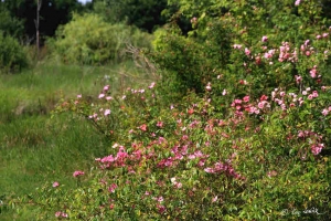 « Un plateau d’intervenants de premier choix est attendu pour cette journée des « Rencontres du FLERIAL » le dimanche 24 juin. Ouverte au grand public, cette manifestation apportera son lot d’informations sur les alternatives écologiques en matière de jardin et d’environnement… ».