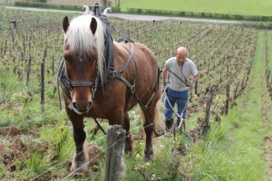 « Ce curieux attelage permet de travailler les parcelles de vigne du Domaine Maria Cuny avec davantage d’authenticité : un atout légitime lorsque l’on conçoit des vins biologiques… ».