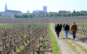 « C’est sous la houlette de Thierry MILLIERE, responsable des espaces verts et du vignoble, que se sont déroulées les deux visites de la matinée. Si les métiers de la vigne restent physiques, leur pénibilité s’est aujourd’hui beaucoup amoindrie, grâce notamment à de nouveaux outils électriques plus ergonomiques. Fondée au VIIème siècle, le Clos de la Chainette et ses 4 ha sont aujourd’hui les seuls témoins du passé pour rappeler qu’Auxerre était autrefois entourée de vignes… ».