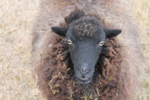« La surveillance est à son maximum pour les services vétérinaires de l’Yonne en cette période de fête musulmane où l’abattage des ovins ne peut être effectué que dans des sites agrées… ».
