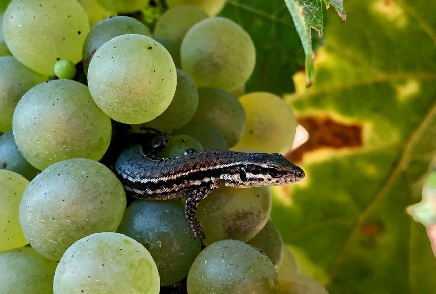 « Conférence de presse importante pour les adhérents du groupe « 30 000 Agro-Ecologie » d’Irancy ce mercredi. Il s’agira de tirer les premiers enseignements de trois années d’action en faveur de la biodiversité… ».