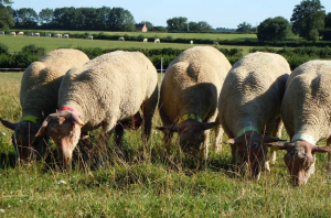 « Lors de ce cycle de conférences, concoctées par la Chambre d’agriculture, on y parlera de complémentarité, d’attractivité et de rentabilité : les mamelles nourricières de la filière élevage…Les bons trucs et astuces seront dévoilés aux jeunes agriculteurs ».