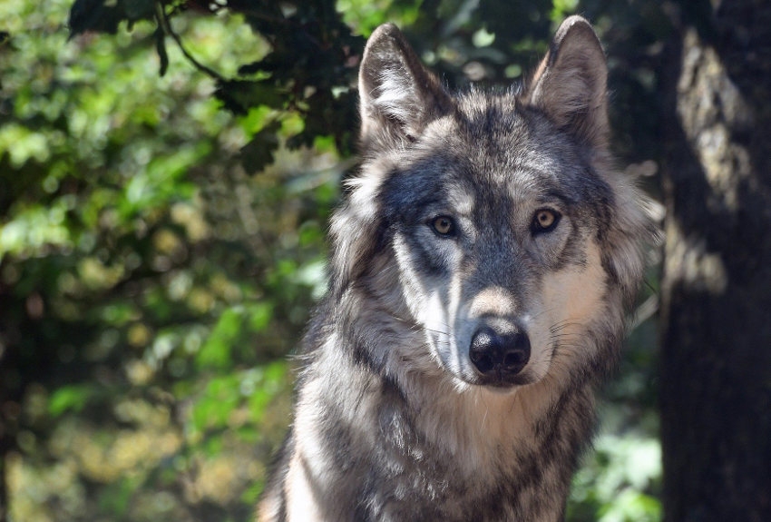 « Ne vous fiez pas à son regard attendrissant ! Le loup représente un réel danger pour les troupeaux d’ovins qui paissent dans nos prairies. Rien qu’en 2020, 27 déclarations ont été faites par les agriculteurs au service de la préfecture dont dix-sept se sont révélées probantes… ».
