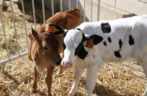 « Cette première randonnée organisée entre Tissey et Tonnerre se nomme la « Tétée ». Un nom approprié car les marcheurs devraient faire de belles rencontres sympathiques lors de cette balade (sportive) champêtre… ».
