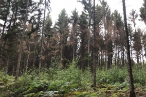 « Un plan de relance de 200 millions d’euros a été validé pour rendre nos forêts plus vertes en préservant la biodiversité et l’intérêt économique. Le Centre régional de la Propriété Forestière accompagnera les bénéficiaires de ces aides via des conseils techniques et des expertises… ».