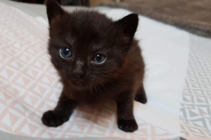 « Les boules de poil très sympathiques gérées par les membres de l’association des « Trois P’tits Chats » obtiendront-elles les faveurs financières et adoptives des internautes ? C’est tout le bien que l’on peut souhaiter à cette initiative avallonnaise réalisée sur la plateforme LEETCHI… ».