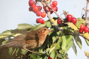 « Soutenue par la municipalité locale, l’exposition sur les milieux naturels concoctée par l’association des Lumières de Druyes se découvre jusqu’au 31 août inclus au lavoir de la commune. Une manière constructive et pédagogique de comprendre l’environnement et l’écologie… ».