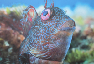 « Jusqu’au 25 juin à CHEVANNES, une découverte des fonds subaquatiques de toute beauté à ne manquer sous aucun prétexte grâce à l’un des auteurs de ces clichés, Dominique BARRAY. Une exposition qui s’apprécie comme une brise marine qui caresse vos épaules… ».