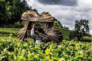 « Un séjour pour quatre personnes au parc d’attraction de NIGLOLAND est à gagner pour le futur lauréat du concours photographique initié par le Crédit agricole Champagne Bourgogne sur son compte Instagram… L’édition de 2018 de ce concours portait sur les vendanges…».