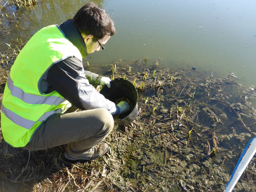 « Durant la période de reproduction, des milliers d’amphibiens se font écrasés en traversant les axes routiers pour rejoindre les points d’eau. En Bourgogne, une quinzaine d’actions vont être entreprises pour identifier les points noirs qui provoquent ces hécatombes et surtout sauver le maximum de batraciens d’une mort certaine… ».